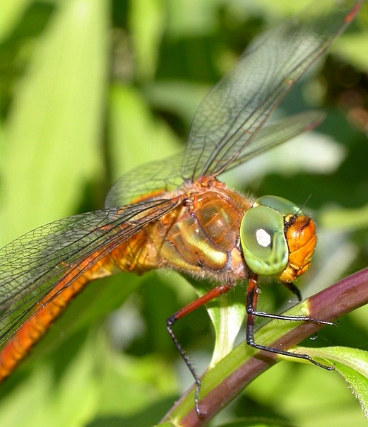Aeshna isosceles